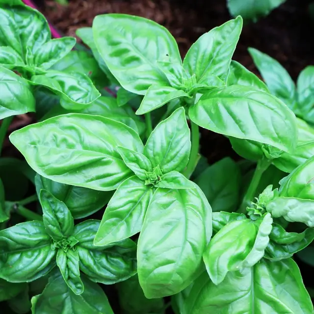 鮮やかな緑のバジルの葉が生い茂る様子。自然のハーブの生命力を感じさせるenherbのイメージ